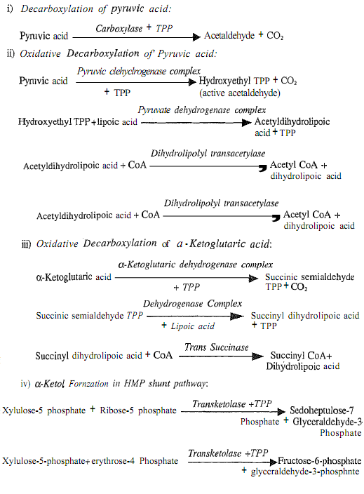 497_Coenzyme in enzyme catalyzed reactions.png